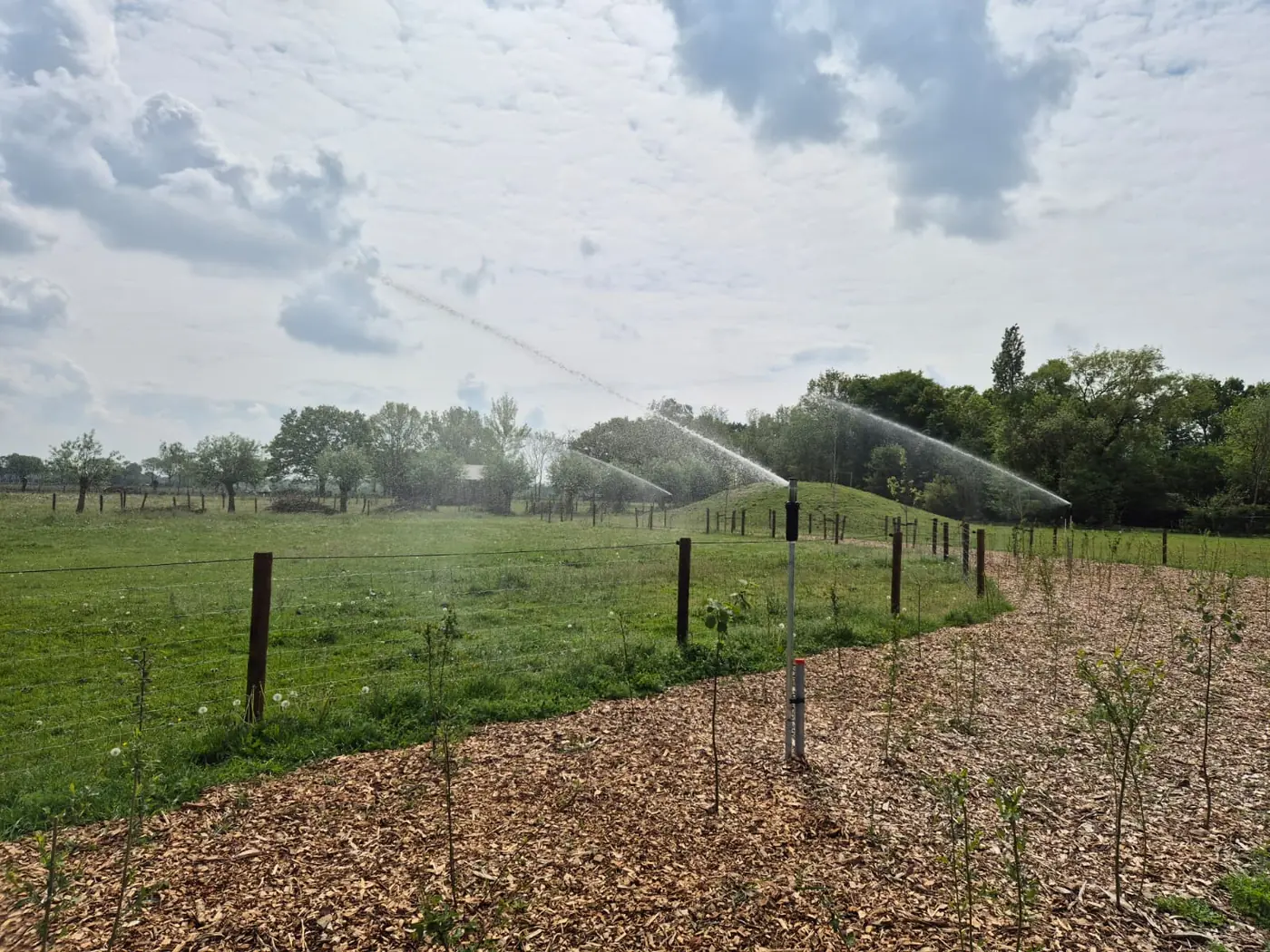 Beregening in werking op een weiland met jonge aanplant