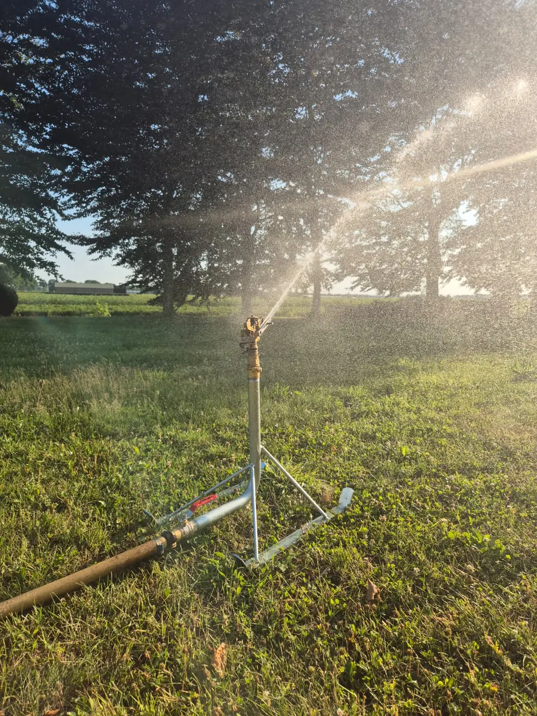 Sproeier van een beregeningsinstallatie in werking op een grasveld met bomen